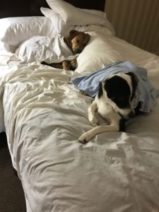 Dogs Sleeping