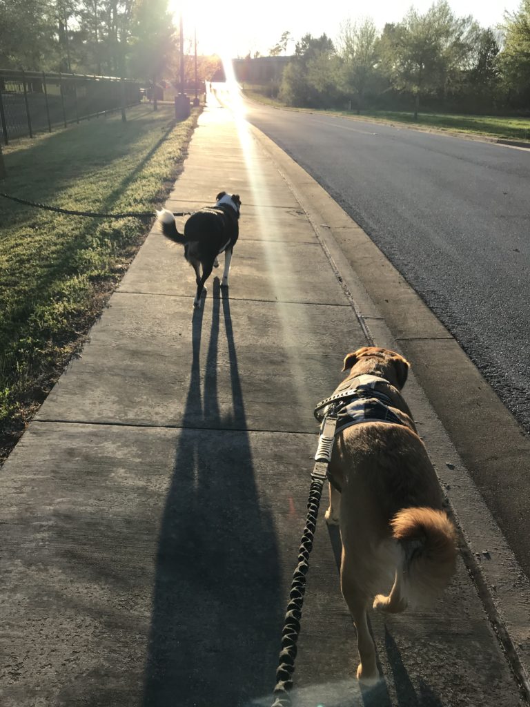 Sunset during Last Walk before Heartworm Treatment
